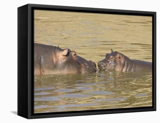 Hippopotamus (Hippopotamus Amphibius) Mother and Baby, Masai Mara National Reserve, Kenya-James Hager-Framed Stretched Canvas