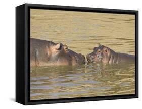 Hippopotamus (Hippopotamus Amphibius) Mother and Baby, Masai Mara National Reserve, Kenya-James Hager-Framed Stretched Canvas