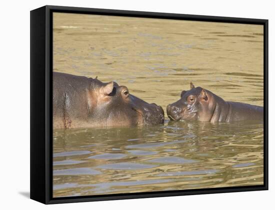 Hippopotamus (Hippopotamus Amphibius) Mother and Baby, Masai Mara National Reserve, Kenya-James Hager-Framed Stretched Canvas