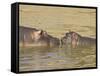 Hippopotamus (Hippopotamus Amphibius) Mother and Baby, Masai Mara National Reserve, Kenya-James Hager-Framed Stretched Canvas