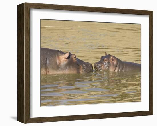 Hippopotamus (Hippopotamus Amphibius) Mother and Baby, Masai Mara National Reserve, Kenya-James Hager-Framed Photographic Print