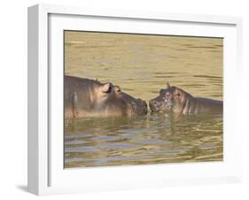 Hippopotamus (Hippopotamus Amphibius) Mother and Baby, Masai Mara National Reserve, Kenya-James Hager-Framed Photographic Print