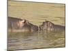 Hippopotamus (Hippopotamus Amphibius) Mother and Baby, Masai Mara National Reserve, Kenya-James Hager-Mounted Photographic Print