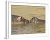 Hippopotamus (Hippopotamus Amphibius) Mother and Baby, Masai Mara National Reserve, Kenya-James Hager-Framed Photographic Print