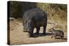 Hippopotamus (Hippopotamus Amphibius) Mother and Baby Out of the Water-James Hager-Stretched Canvas