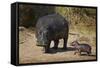 Hippopotamus (Hippopotamus Amphibius) Mother and Baby Out of the Water-James Hager-Framed Stretched Canvas