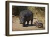 Hippopotamus (Hippopotamus Amphibius) Mother and Baby Out of the Water-James Hager-Framed Photographic Print