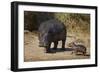 Hippopotamus (Hippopotamus Amphibius) Mother and Baby Out of the Water-James Hager-Framed Photographic Print