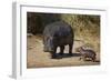 Hippopotamus (Hippopotamus Amphibius) Mother and Baby Out of the Water-James Hager-Framed Photographic Print