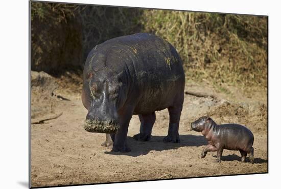 Hippopotamus (Hippopotamus Amphibius) Mother and Baby Out of the Water-James Hager-Mounted Photographic Print