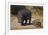 Hippopotamus (Hippopotamus Amphibius) Mother and Baby Out of the Water-James Hager-Framed Photographic Print