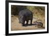 Hippopotamus (Hippopotamus Amphibius) Mother and Baby Out of the Water-James Hager-Framed Photographic Print