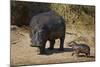 Hippopotamus (Hippopotamus Amphibius) Mother and Baby Out of the Water-James Hager-Mounted Photographic Print