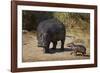 Hippopotamus (Hippopotamus Amphibius) Mother and Baby Out of the Water-James Hager-Framed Photographic Print