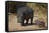 Hippopotamus (Hippopotamus Amphibius) Mother and Baby Out of the Water-James Hager-Framed Stretched Canvas