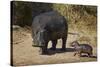 Hippopotamus (Hippopotamus Amphibius) Mother and Baby Out of the Water-James Hager-Stretched Canvas