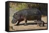 Hippopotamus (Hippopotamus Amphibius) Mother and Baby Out of the Water-James Hager-Framed Stretched Canvas