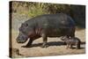 Hippopotamus (Hippopotamus Amphibius) Mother and Baby Out of the Water-James Hager-Stretched Canvas