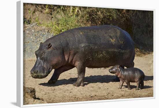 Hippopotamus (Hippopotamus Amphibius) Mother and Baby Out of the Water-James Hager-Framed Photographic Print