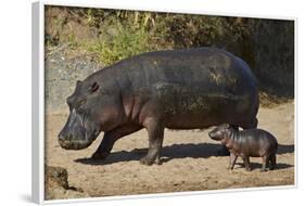 Hippopotamus (Hippopotamus Amphibius) Mother and Baby Out of the Water-James Hager-Framed Photographic Print