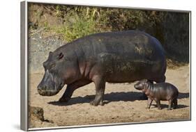 Hippopotamus (Hippopotamus Amphibius) Mother and Baby Out of the Water-James Hager-Framed Photographic Print