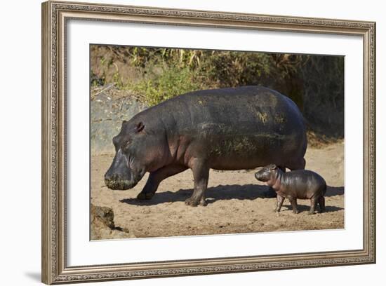 Hippopotamus (Hippopotamus Amphibius) Mother and Baby Out of the Water-James Hager-Framed Photographic Print