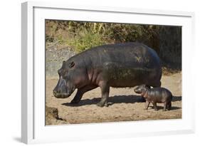 Hippopotamus (Hippopotamus Amphibius) Mother and Baby Out of the Water-James Hager-Framed Photographic Print