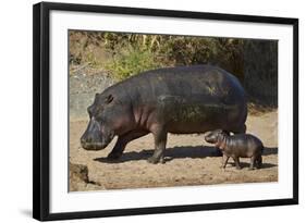 Hippopotamus (Hippopotamus Amphibius) Mother and Baby Out of the Water-James Hager-Framed Photographic Print