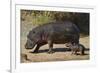 Hippopotamus (Hippopotamus Amphibius) Mother and Baby Out of the Water-James Hager-Framed Photographic Print