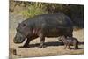 Hippopotamus (Hippopotamus Amphibius) Mother and Baby Out of the Water-James Hager-Mounted Photographic Print