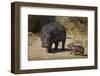 Hippopotamus (Hippopotamus Amphibius) Mother and Baby Out of the Water-James Hager-Framed Photographic Print