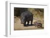 Hippopotamus (Hippopotamus Amphibius) Mother and Baby Out of the Water-James Hager-Framed Photographic Print