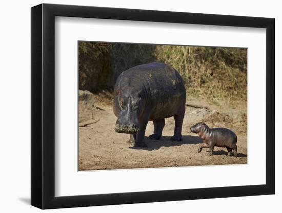 Hippopotamus (Hippopotamus Amphibius) Mother and Baby Out of the Water-James Hager-Framed Premium Photographic Print