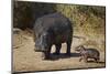 Hippopotamus (Hippopotamus Amphibius) Mother and Baby Out of the Water-James Hager-Mounted Premium Photographic Print