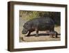 Hippopotamus (Hippopotamus Amphibius) Mother and Baby Out of the Water-James Hager-Framed Photographic Print