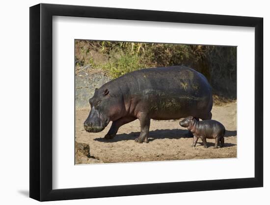 Hippopotamus (Hippopotamus Amphibius) Mother and Baby Out of the Water-James Hager-Framed Photographic Print