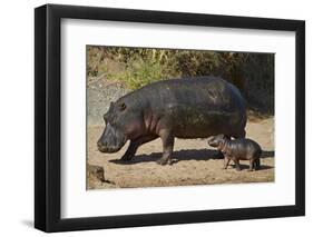 Hippopotamus (Hippopotamus Amphibius) Mother and Baby Out of the Water-James Hager-Framed Premium Photographic Print