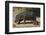 Hippopotamus (Hippopotamus Amphibius) Mother and Baby Out of the Water-James Hager-Framed Premium Photographic Print