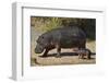 Hippopotamus (Hippopotamus Amphibius) Mother and Baby Out of the Water-James Hager-Framed Premium Photographic Print