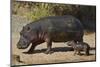 Hippopotamus (Hippopotamus Amphibius) Mother and Baby Out of the Water-James Hager-Mounted Premium Photographic Print