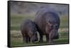 Hippopotamus (Hippopotamus amphibius) mother and baby, Ruaha National Park, Tanzania, East Africa,-James Hager-Framed Stretched Canvas