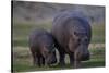 Hippopotamus (Hippopotamus amphibius) mother and baby, Ruaha National Park, Tanzania, East Africa,-James Hager-Stretched Canvas
