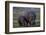 Hippopotamus (Hippopotamus amphibius) mother and baby, Ruaha National Park, Tanzania, East Africa,-James Hager-Framed Photographic Print