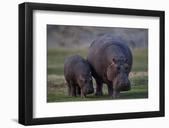 Hippopotamus (Hippopotamus amphibius) mother and baby, Ruaha National Park, Tanzania, East Africa,-James Hager-Framed Photographic Print