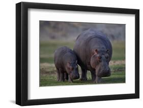 Hippopotamus (Hippopotamus amphibius) mother and baby, Ruaha National Park, Tanzania, East Africa,-James Hager-Framed Photographic Print