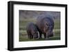 Hippopotamus (Hippopotamus amphibius) mother and baby, Ruaha National Park, Tanzania, East Africa,-James Hager-Framed Photographic Print