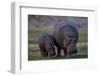 Hippopotamus (Hippopotamus amphibius) mother and baby, Ruaha National Park, Tanzania, East Africa,-James Hager-Framed Photographic Print