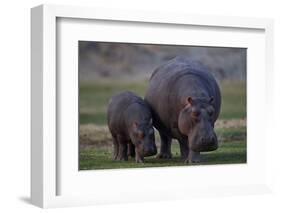 Hippopotamus (Hippopotamus amphibius) mother and baby, Ruaha National Park, Tanzania, East Africa,-James Hager-Framed Photographic Print