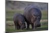 Hippopotamus (Hippopotamus amphibius) mother and baby, Ruaha National Park, Tanzania, East Africa,-James Hager-Mounted Photographic Print