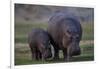 Hippopotamus (Hippopotamus amphibius) mother and baby, Ruaha National Park, Tanzania, East Africa,-James Hager-Framed Photographic Print